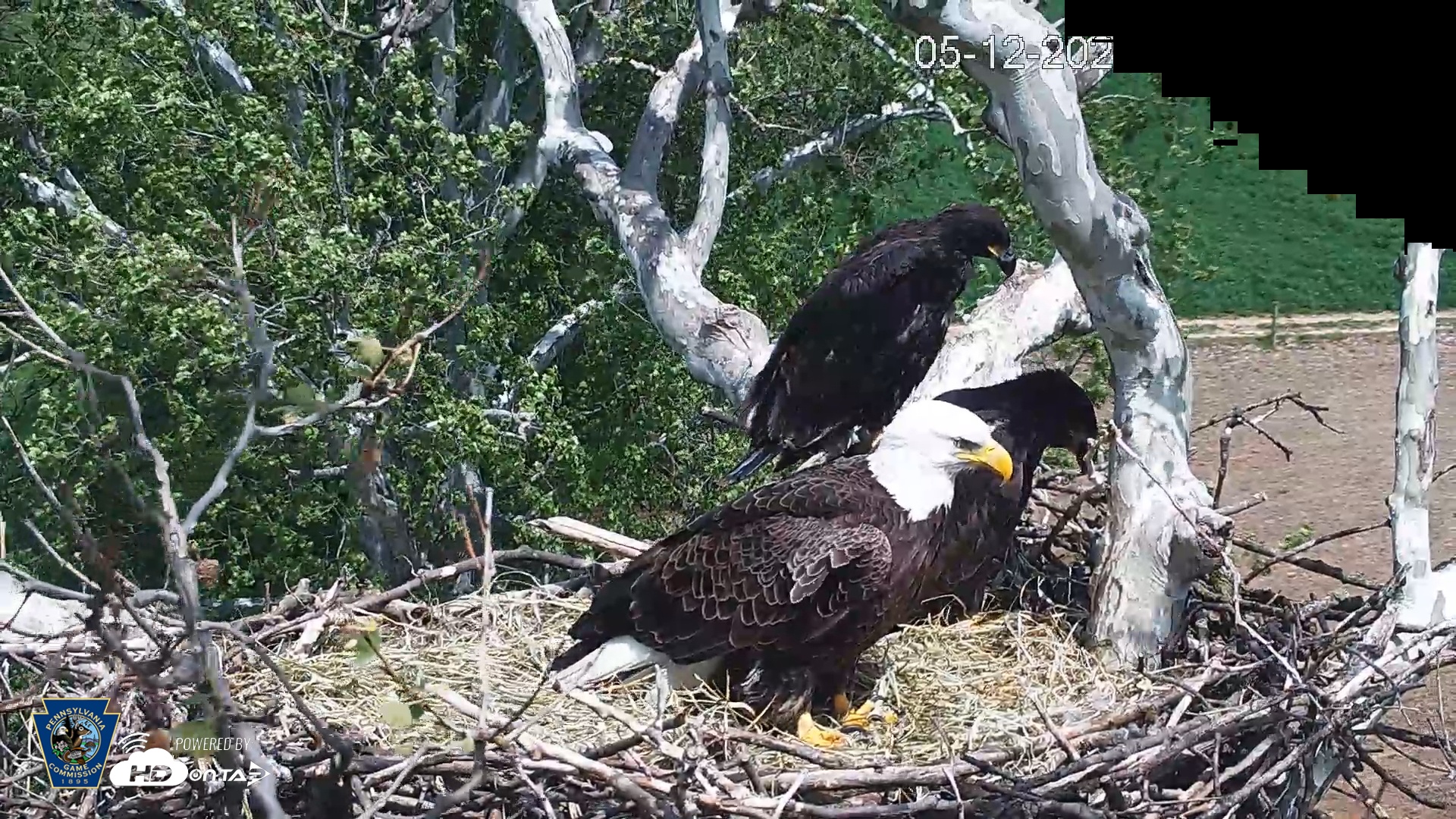 Snapshot of PA Farm Country Eagles Live Cams taken May 12, 2025, 3:02pm EDT