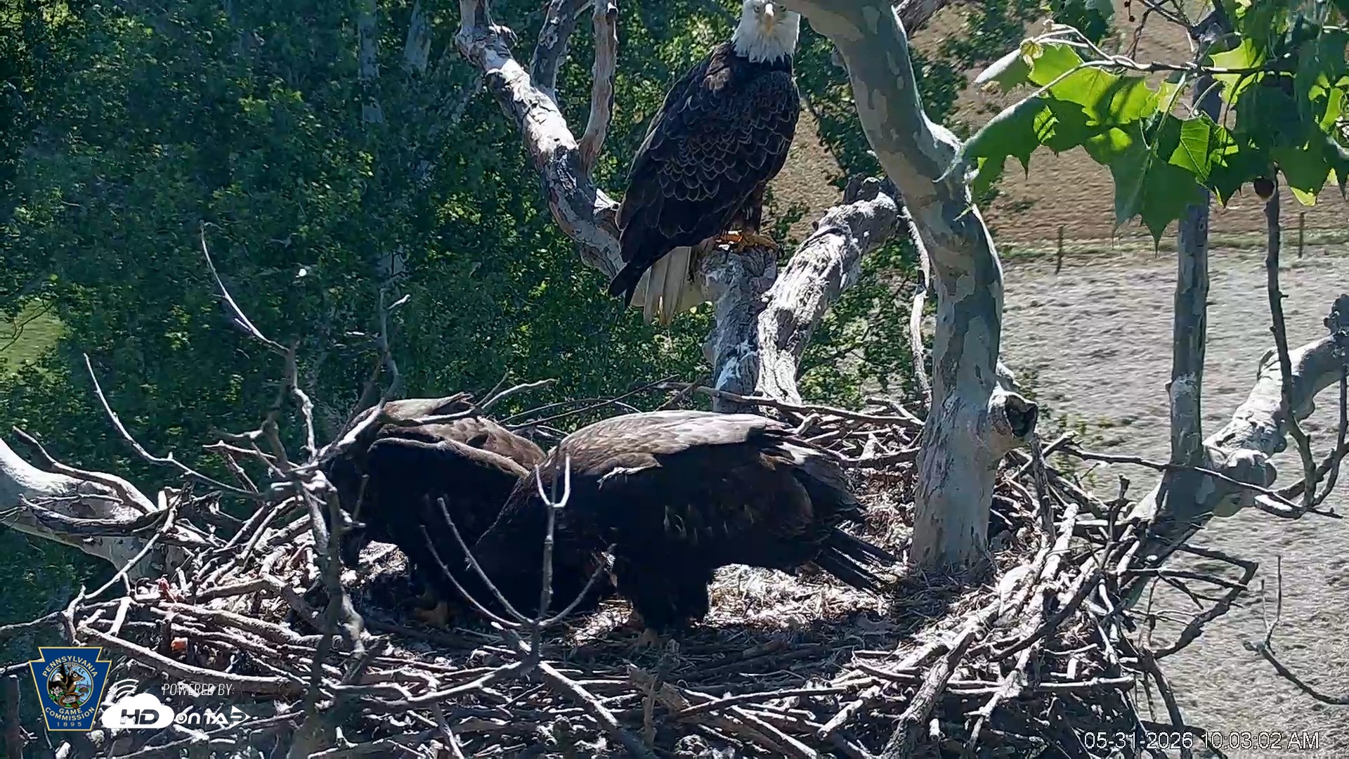 Snapshot of PA Farm Country Eagles Live Cams taken May 31, 2026, 10:04am EDT