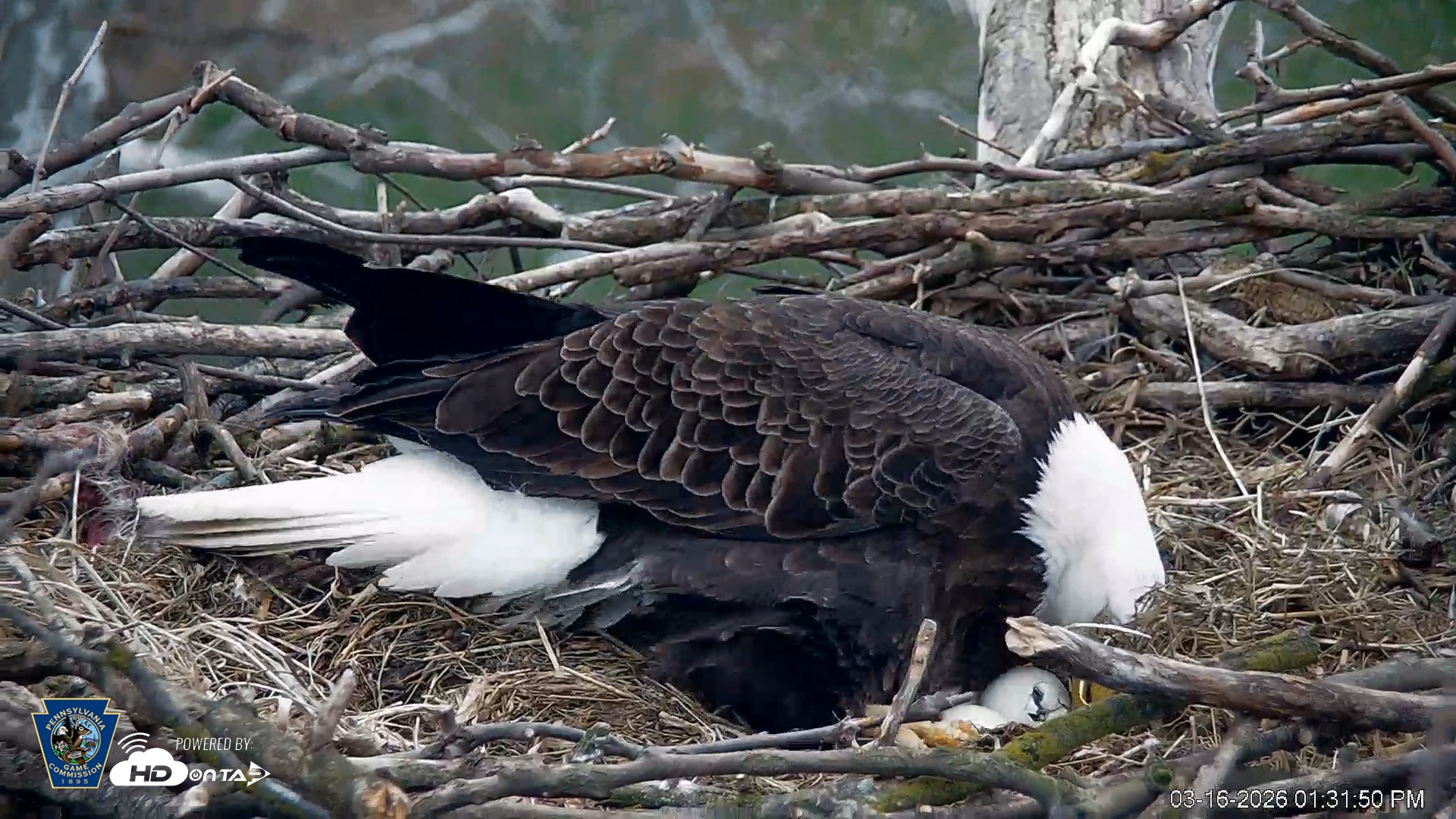 Snapshot of PA Farm Country Eagles Live Cams taken Mar 16, 2026, 1:32pm EDT