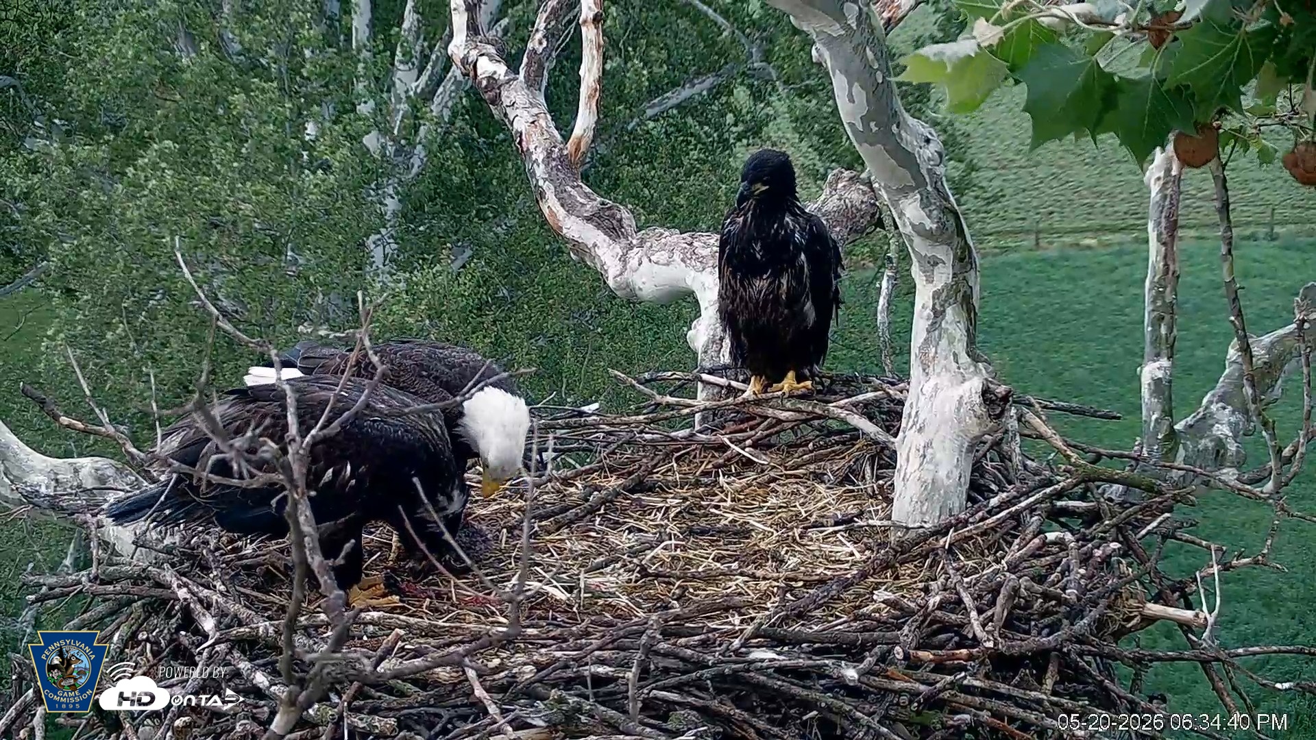 Snapshot of PA Farm Country Eagles Live Cams taken May 20, 2026, 6:35pm EDT