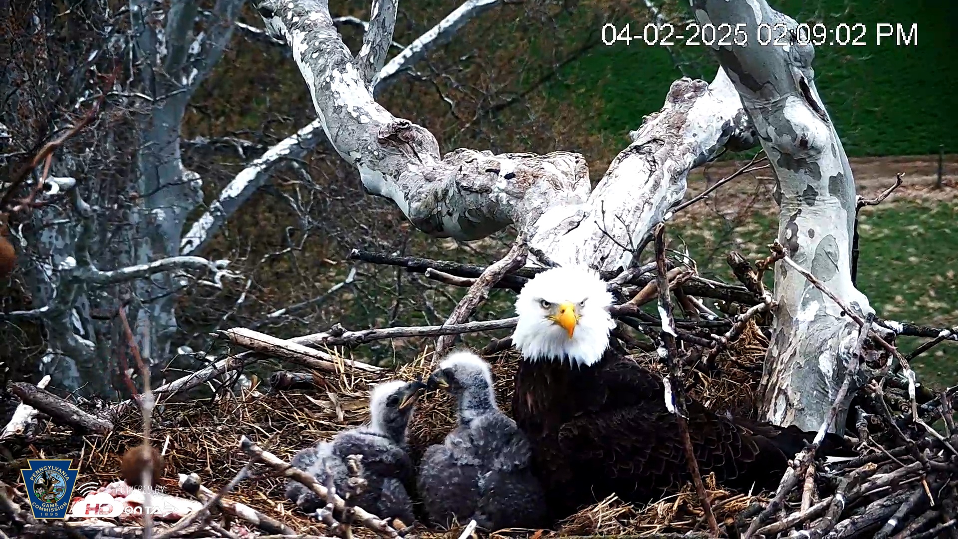 Snapshot of PA Farm Country Eagles Live Cams taken Apr 2, 2025, 2:09pm EDT