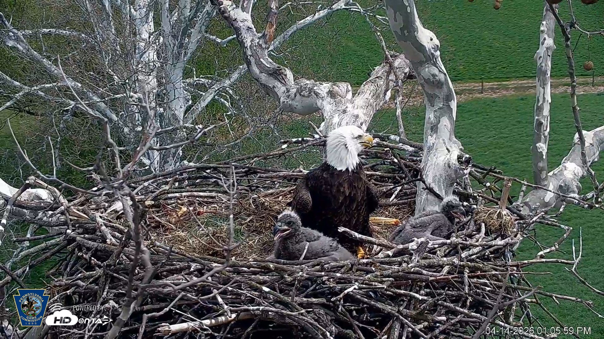 Snapshot of PA Farm Country Eagles Live Cams taken Apr 14, 2026, 1:07pm EDT