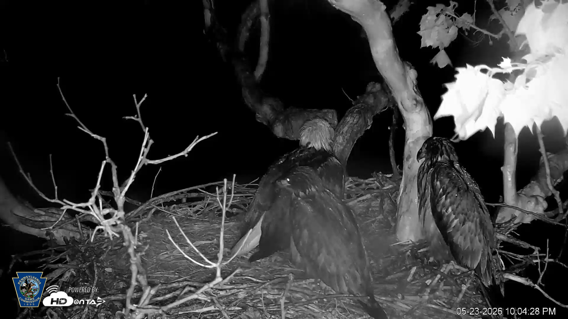 Snapshot of PA Farm Country Eagles Live Cams taken May 23, 2026, 10:05pm EDT