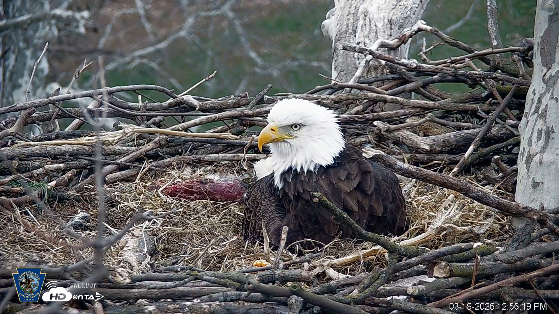 Snapshot of PA Farm Country Eagles Live Cams taken Mar 19, 2026, 12:57pm EDT