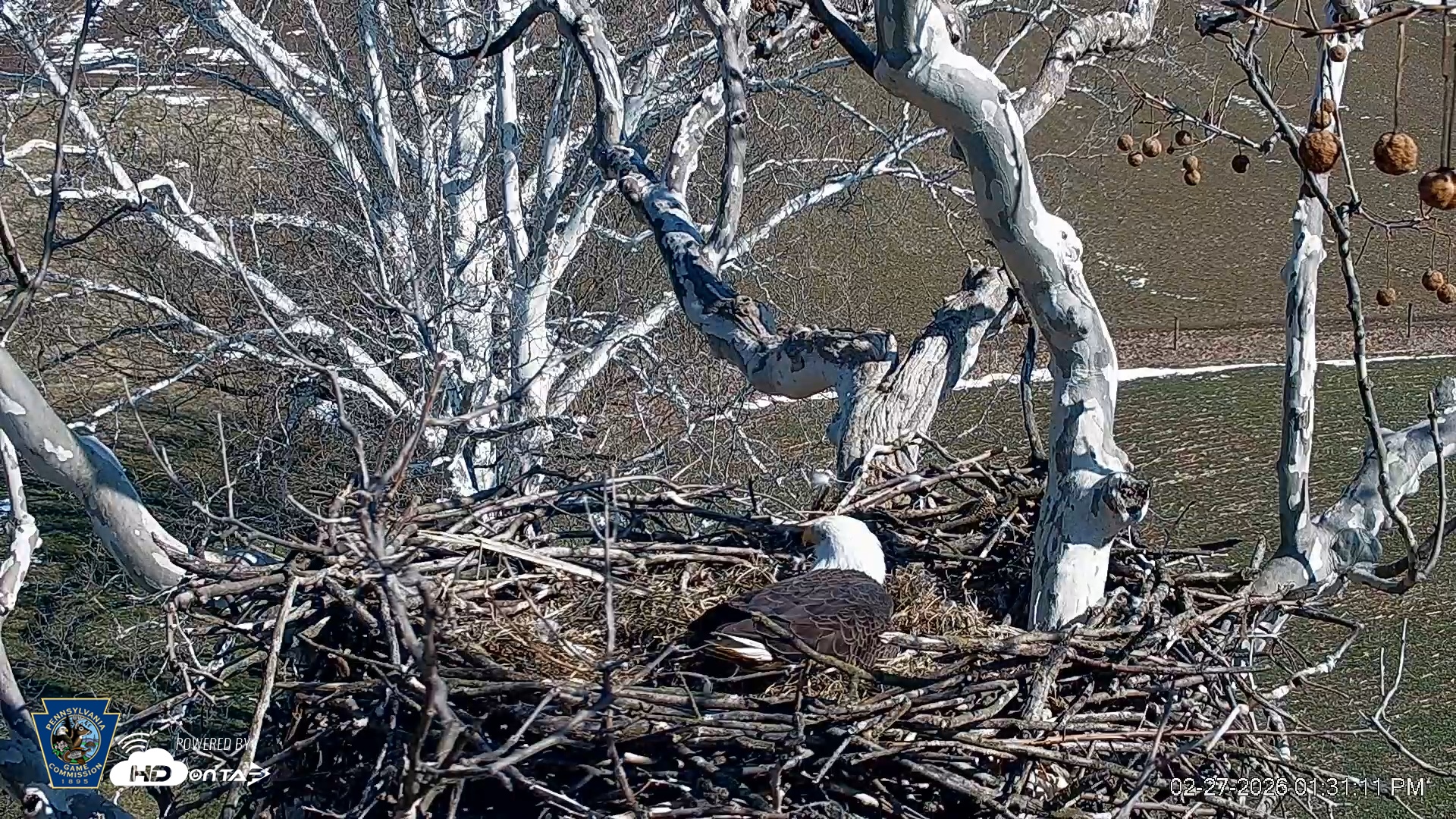 Snapshot of PA Farm Country Eagles Live Cams taken Feb 27, 2026, 1:31pm EST
