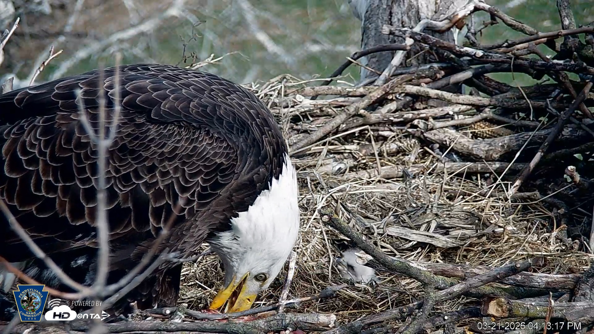 Snapshot of PA Farm Country Eagles Live Cams taken Mar 21, 2026, 4:13pm EDT