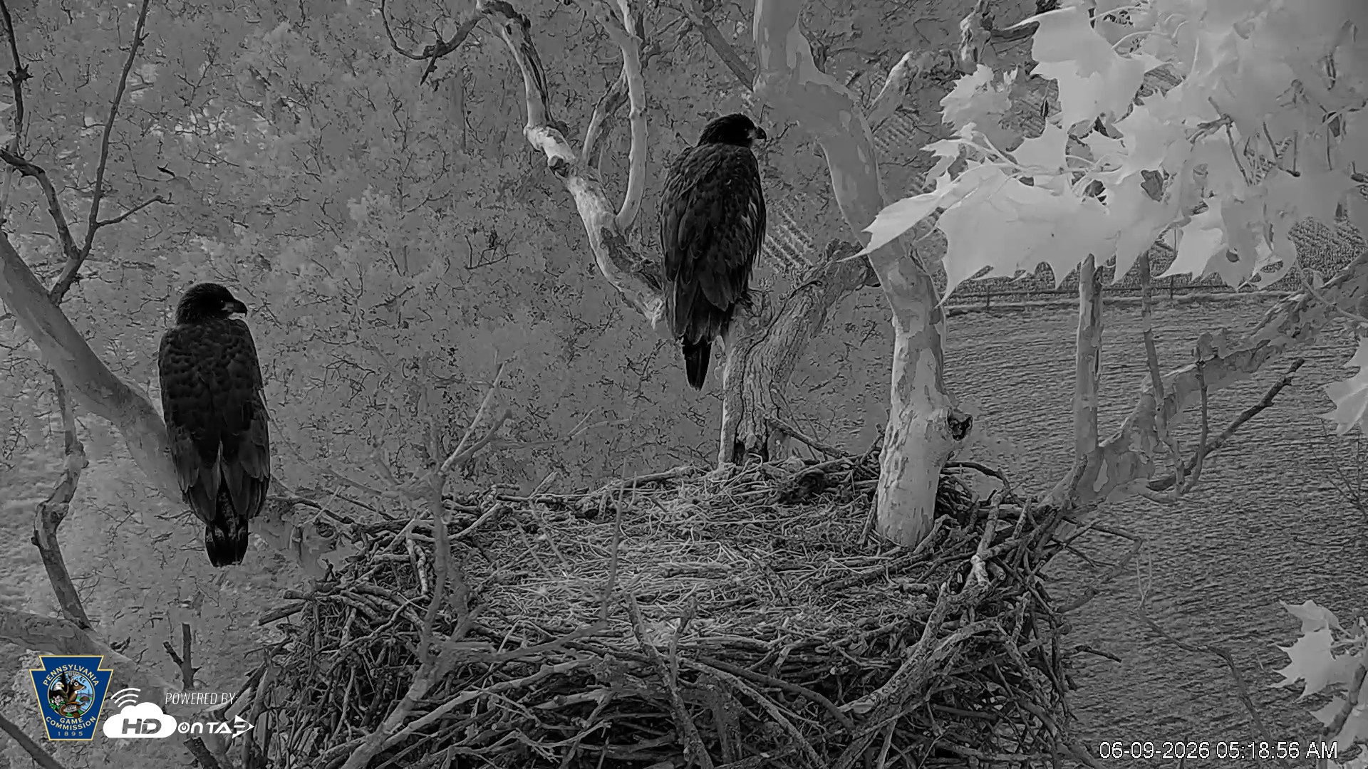 Snapshot of PA Farm Country Eagles Live Cams taken Jun 9, 2026, 5:20am EDT