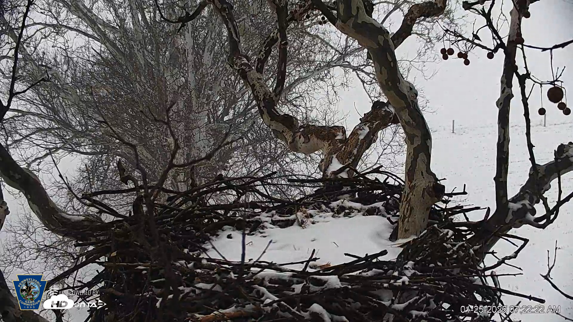 Snapshot of PA Farm Country Eagles Live Cams taken Jan 25, 2026, 7:23am EST