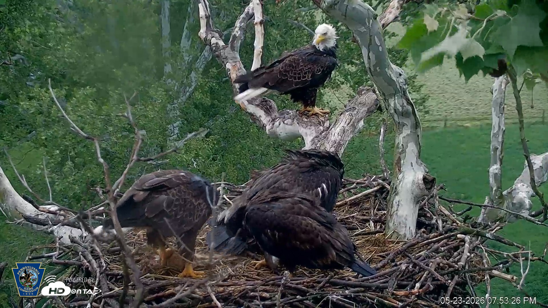 Snapshot of PA Farm Country Eagles Live Cams taken May 23, 2026, 7:54pm EDT