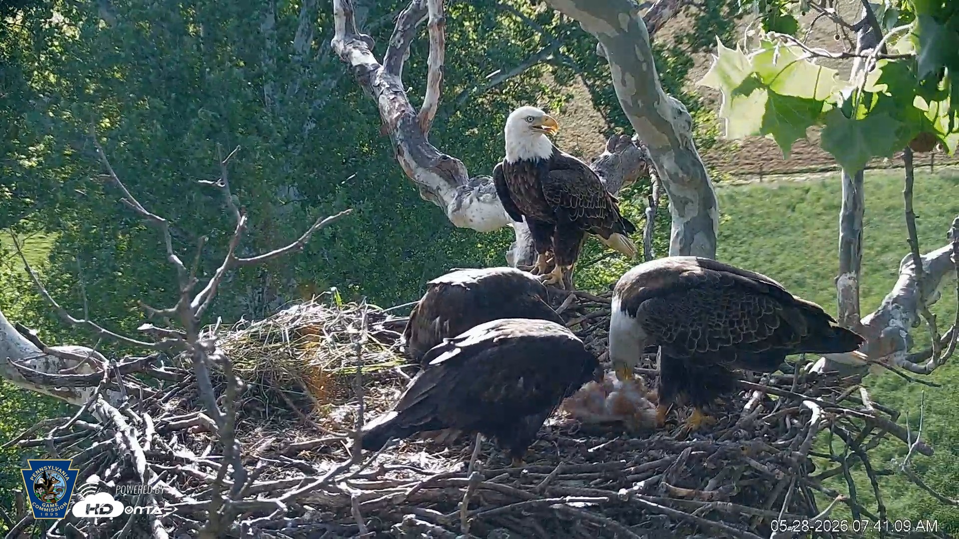 Snapshot of PA Farm Country Eagles Live Cams taken May 28, 2026, 7:42am EDT