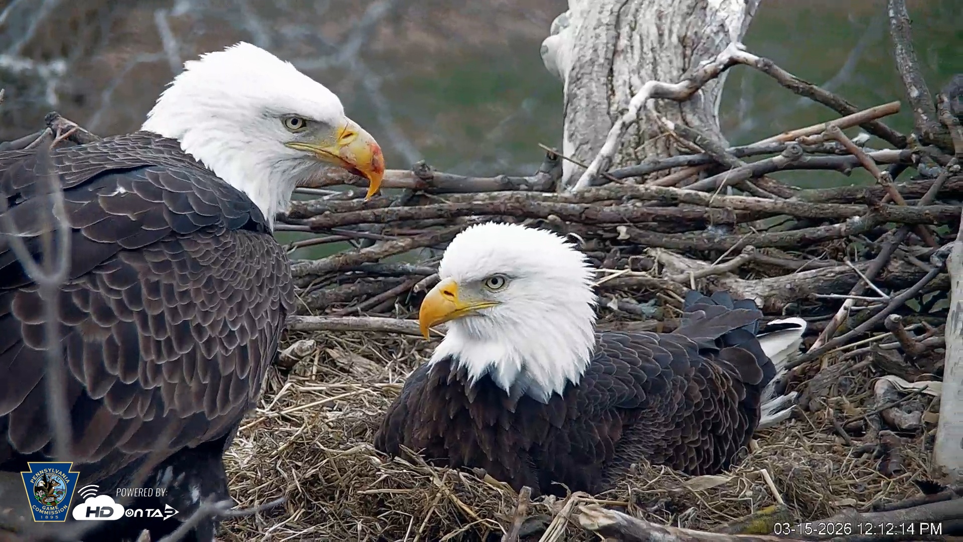 Snapshot of PA Farm Country Eagles Live Cams taken Mar 15, 2026, 12:13pm EDT