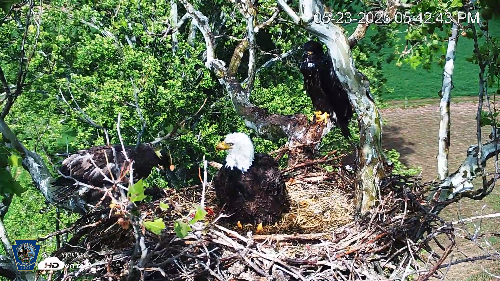 Snapshot of PA Farm Country Eagles Live Cams taken May 23, 2025, 5:43pm EDT