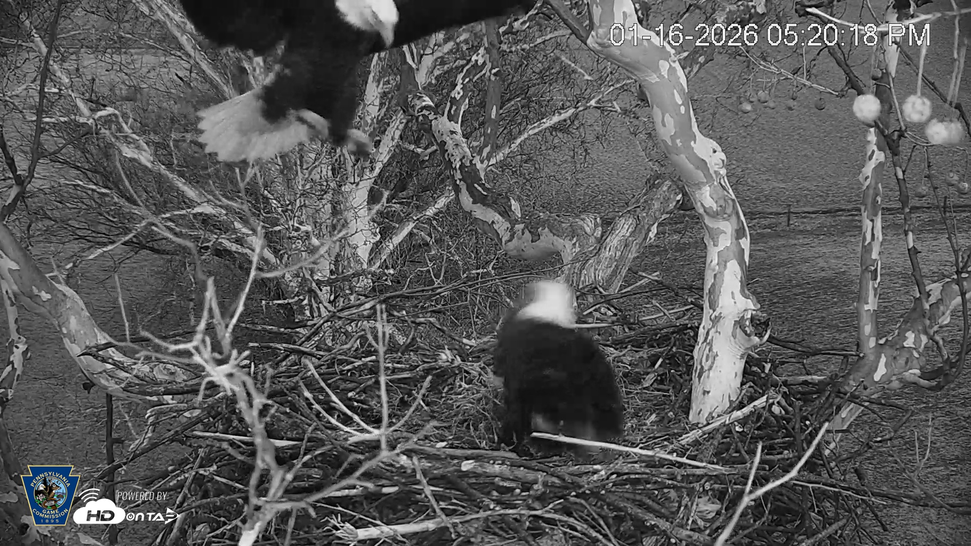 Snapshot of PA Farm Country Eagles Live Cams taken Jan 16, 2026, 5:21pm EST