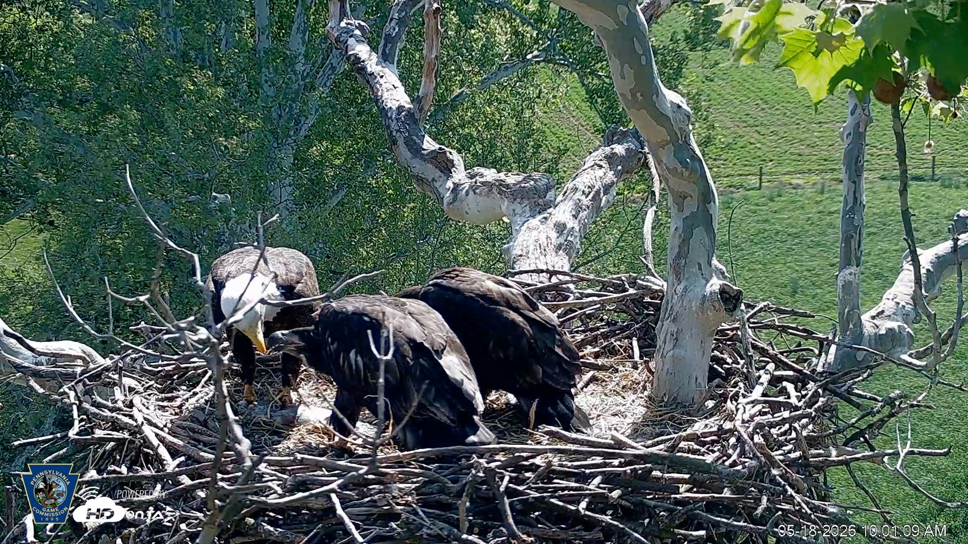 Snapshot of PA Farm Country Eagles Live Cams taken May 18, 2026, 10:03am EDT