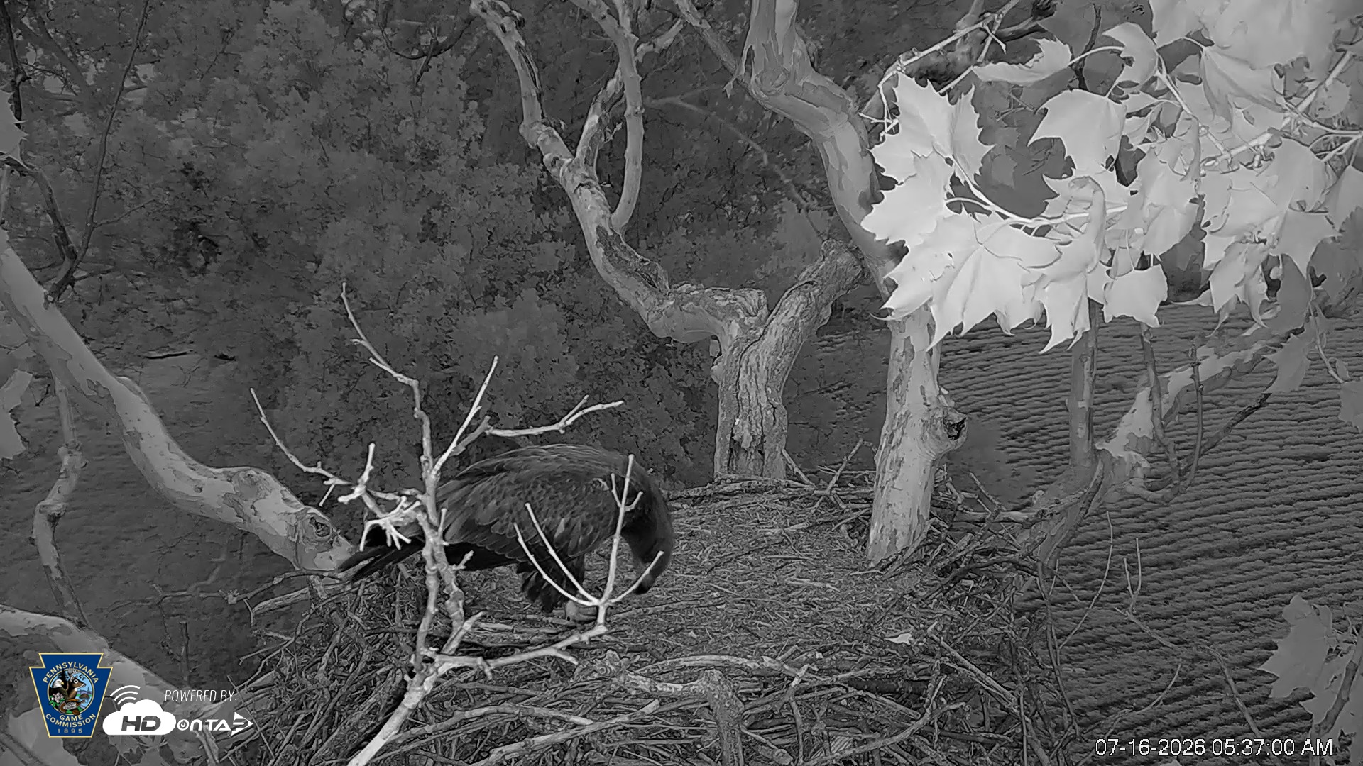 Snapshot of PA Farm Country Eagles Live Cams taken Jul 16, 2026, 5:37am EDT
