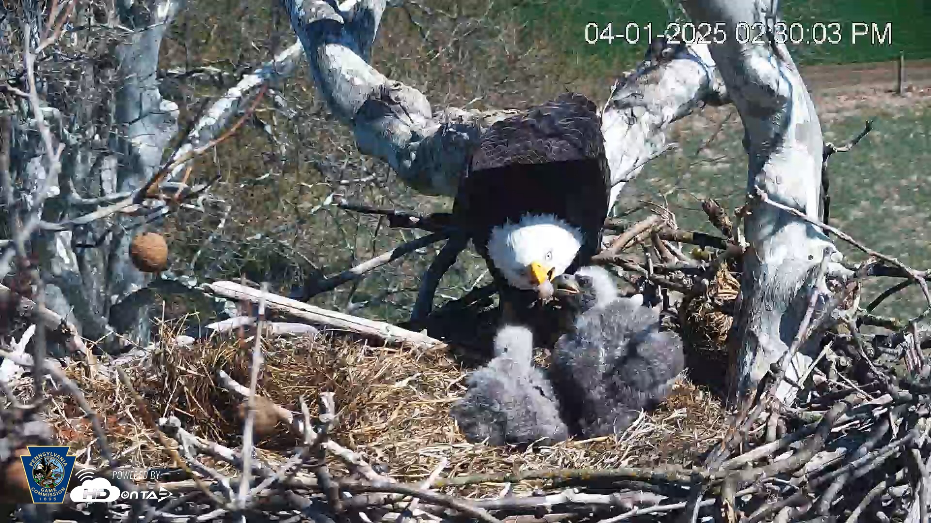 Snapshot of PA Farm Country Eagles Live Cams taken Apr 1, 2025, 2:30pm EDT
