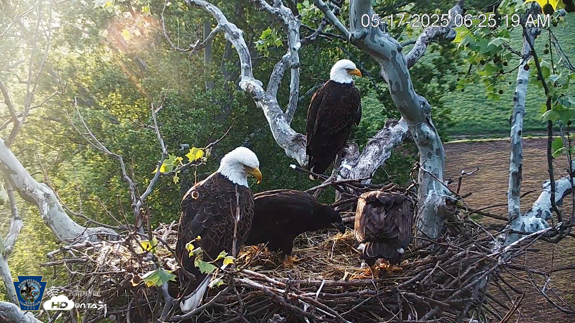 Snapshot of PA Farm Country Eagles Live Cams taken May 17, 2025, 6:25am EDT
