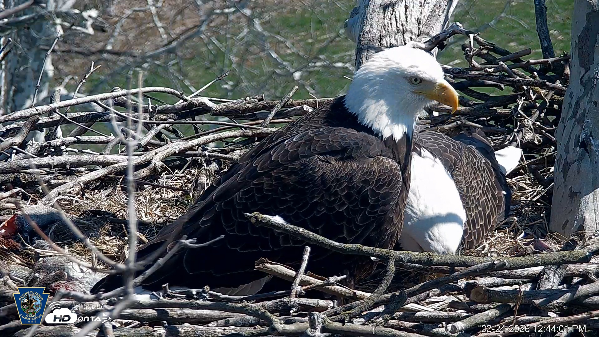 Snapshot of PA Farm Country Eagles Live Cams taken Mar 24, 2026, 12:44pm EDT