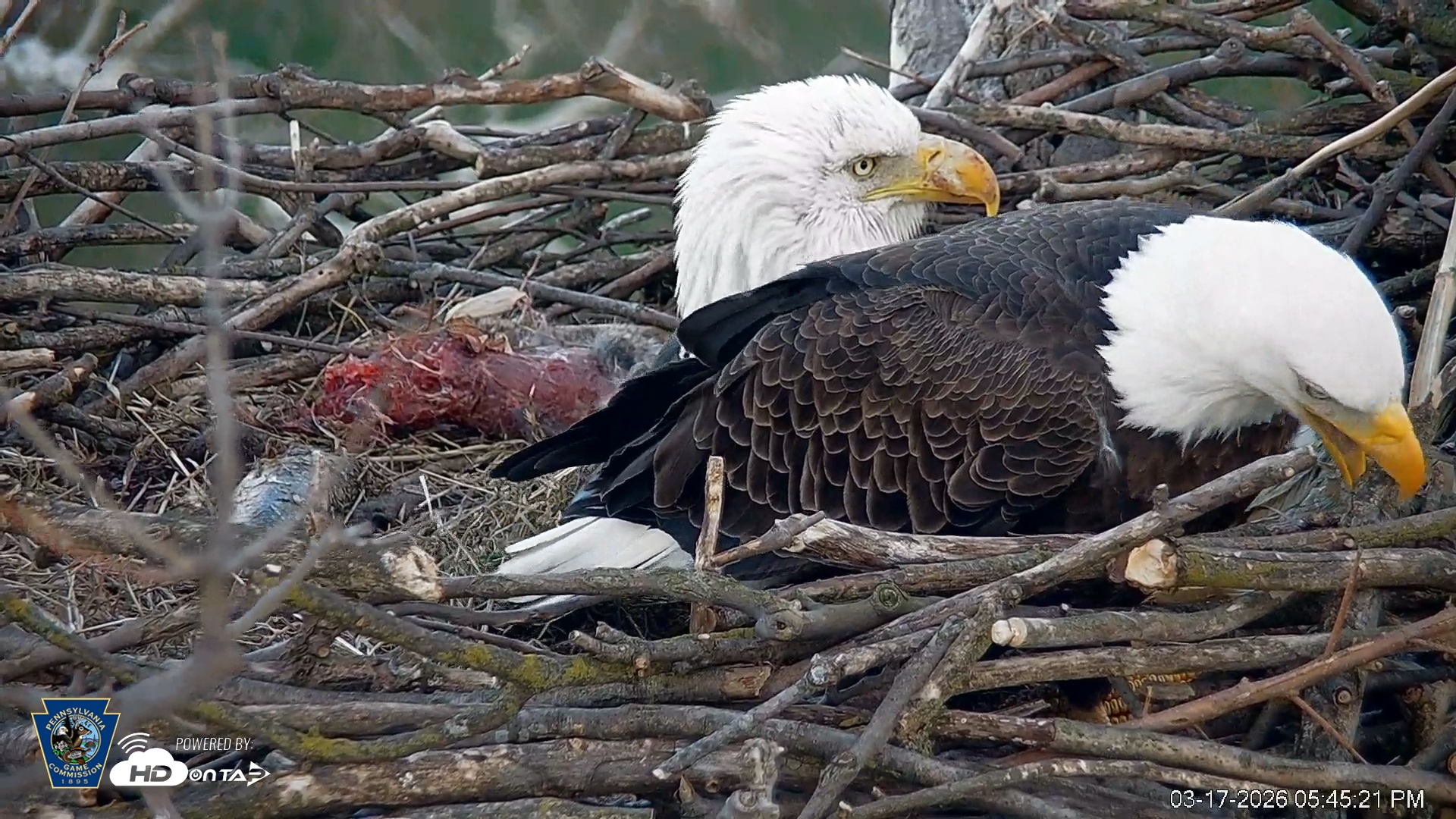 Snapshot of PA Farm Country Eagles Live Cams taken Mar 17, 2026, 5:46pm EDT