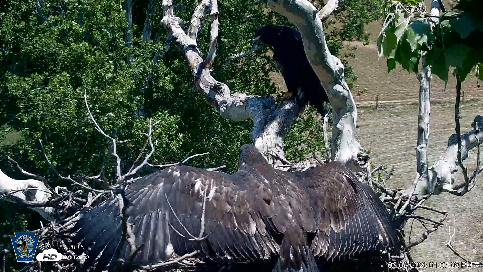 Snapshot of PA Farm Country Eagles Live Cams taken Jun 2, 2026, 1:07pm EDT