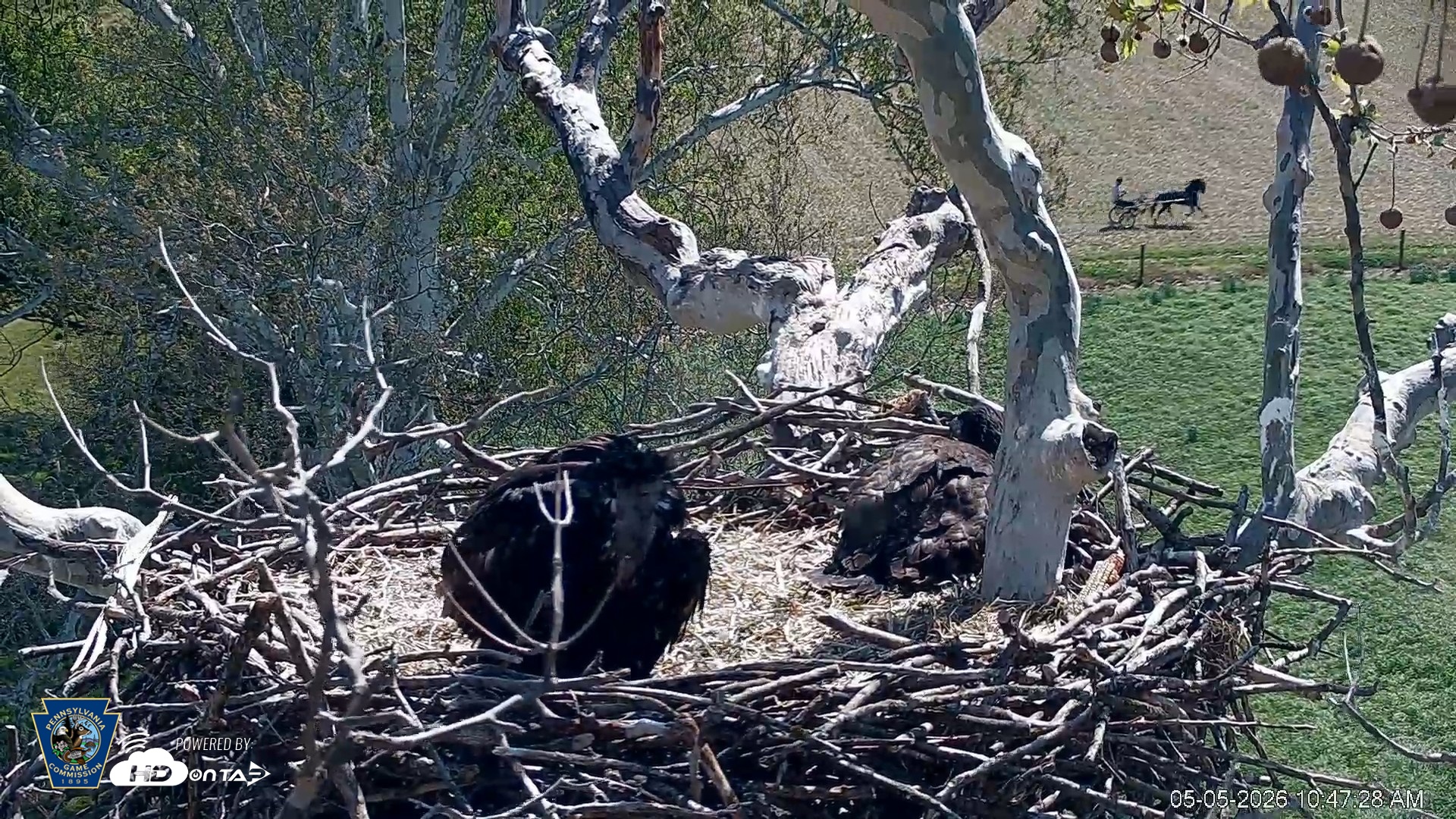 Snapshot of PA Farm Country Eagles Live Cams taken May 5, 2026, 10:48am EDT