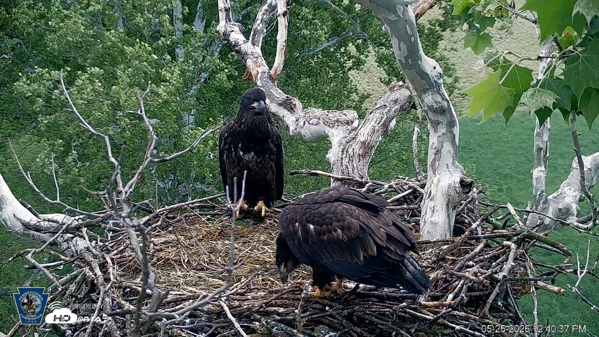 Snapshot of PA Farm Country Eagles Live Cams taken May 25, 2026, 12:41pm EDT