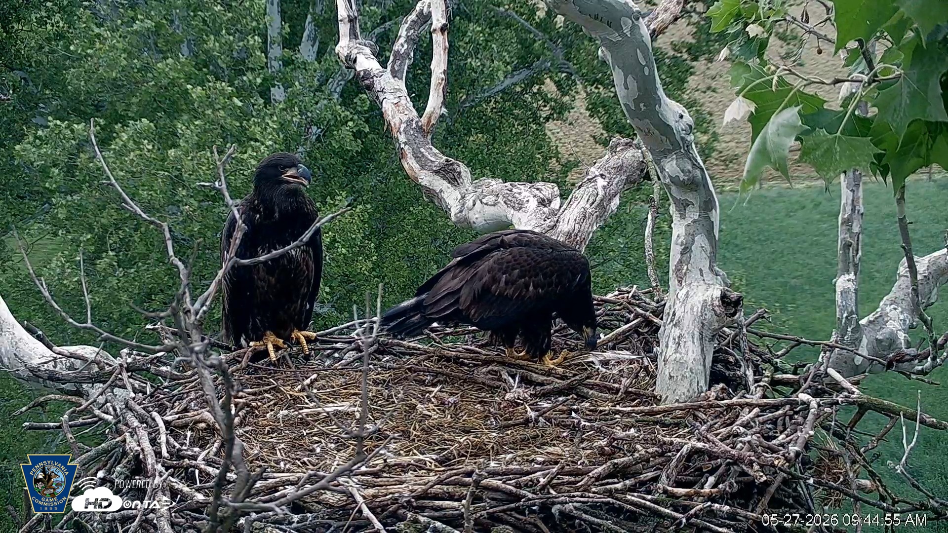 Snapshot of PA Farm Country Eagles Live Cams taken May 27, 2026, 9:45am EDT