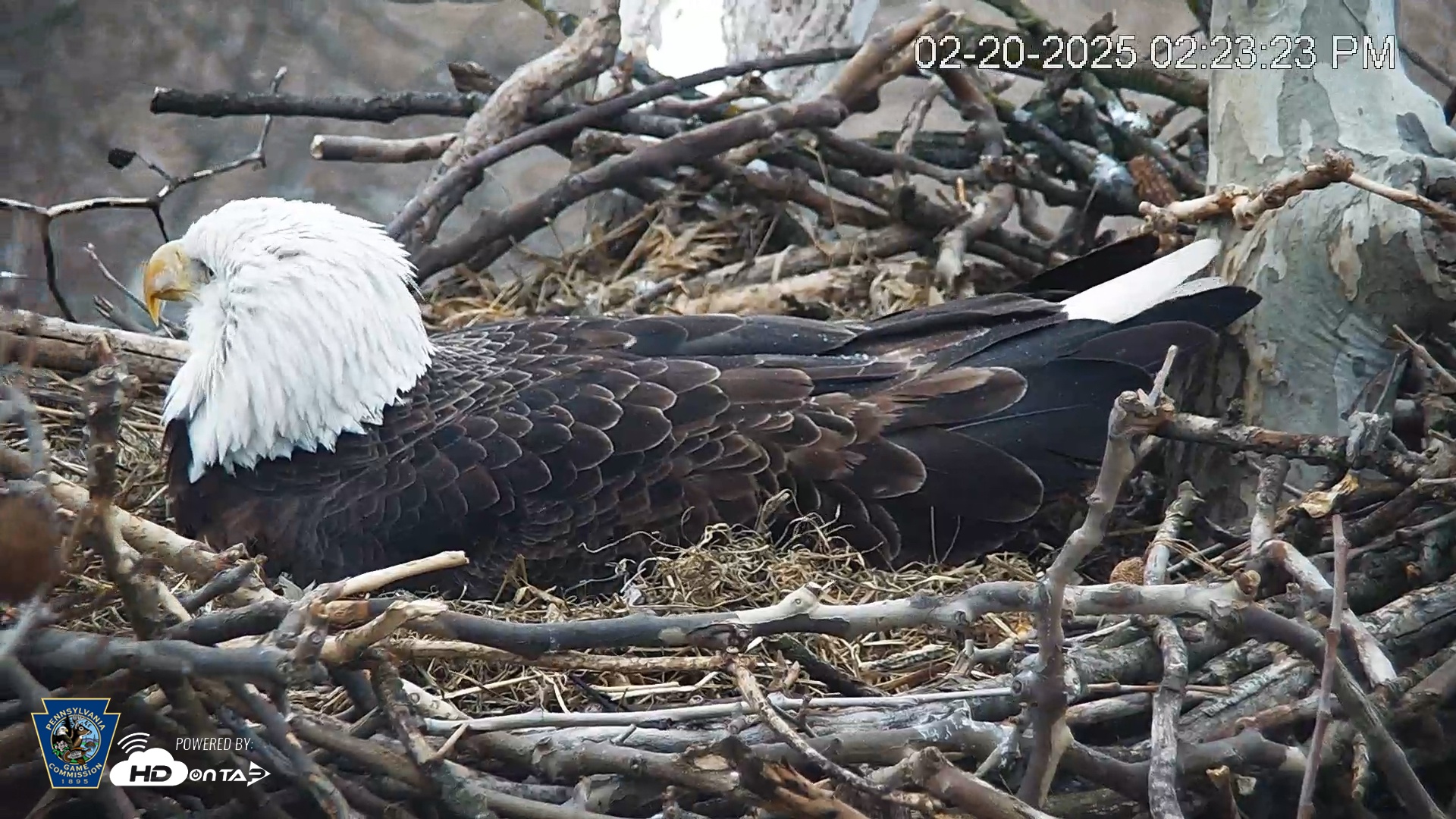 Snapshot of PA Farm Country Eagles Live Cams taken Feb 20, 2025, 2:24pm EST