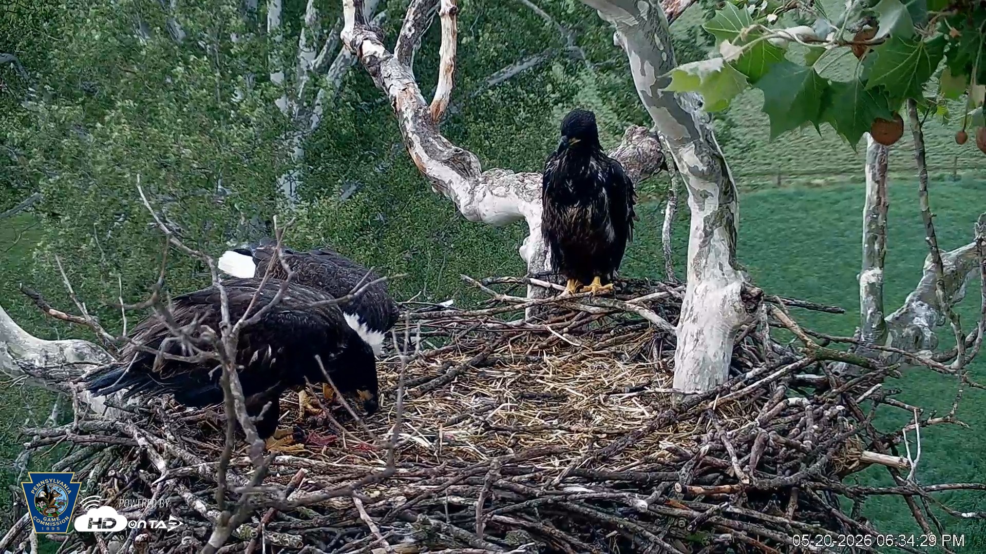 Snapshot of PA Farm Country Eagles Live Cams taken May 20, 2026, 6:35pm EDT