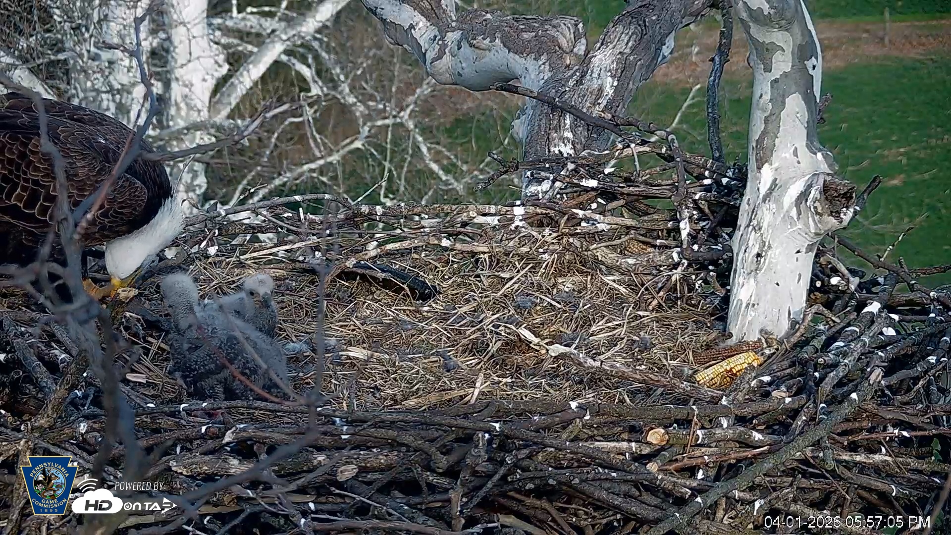 Snapshot of PA Farm Country Eagles Live Cams taken Apr 1, 2026, 5:57pm EDT