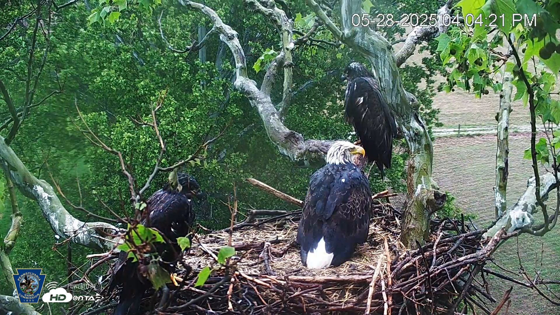 Snapshot of PA Farm Country Eagles Live Cams taken May 28, 2025, 4:04pm EDT