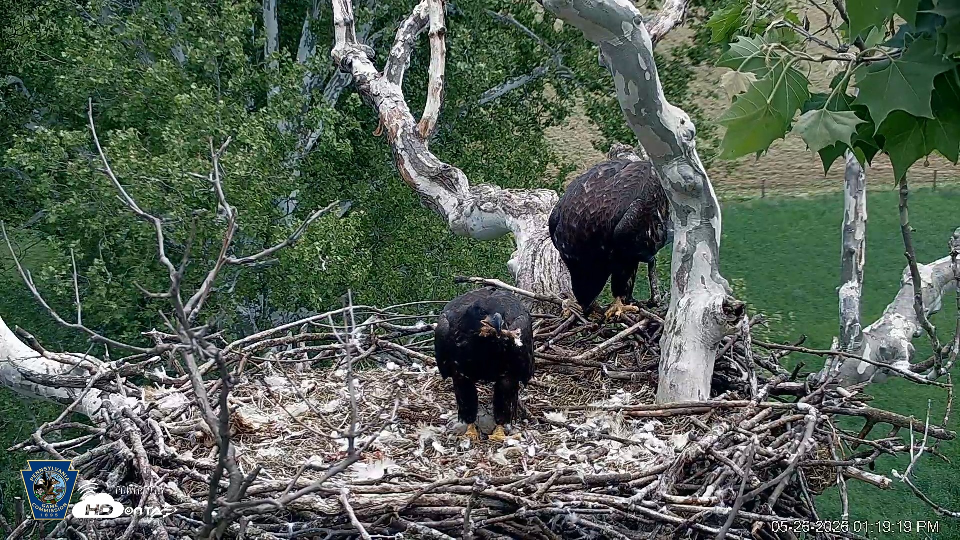 Snapshot of PA Farm Country Eagles Live Cams taken May 26, 2026, 1:20pm EDT