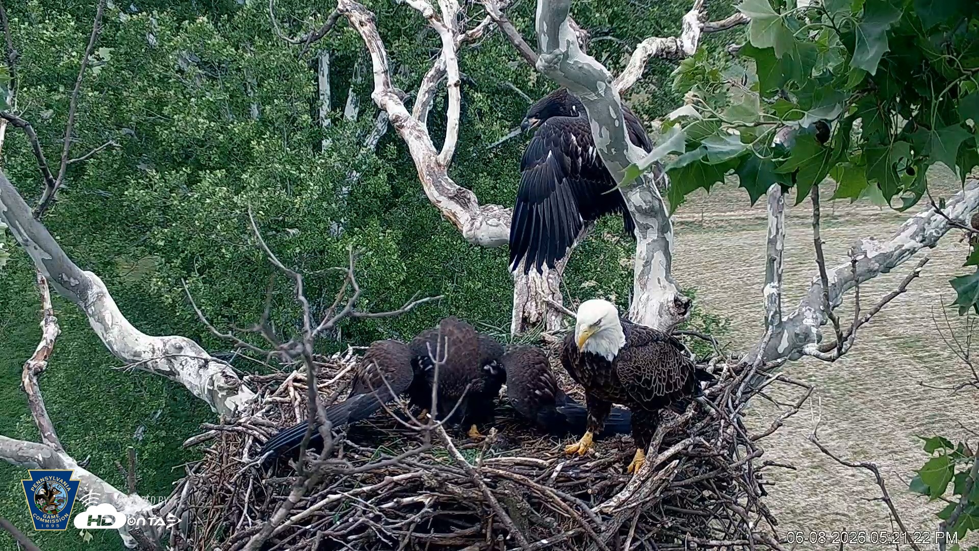 Snapshot of PA Farm Country Eagles Live Cams taken Jun 8, 2026, 5:22pm EDT