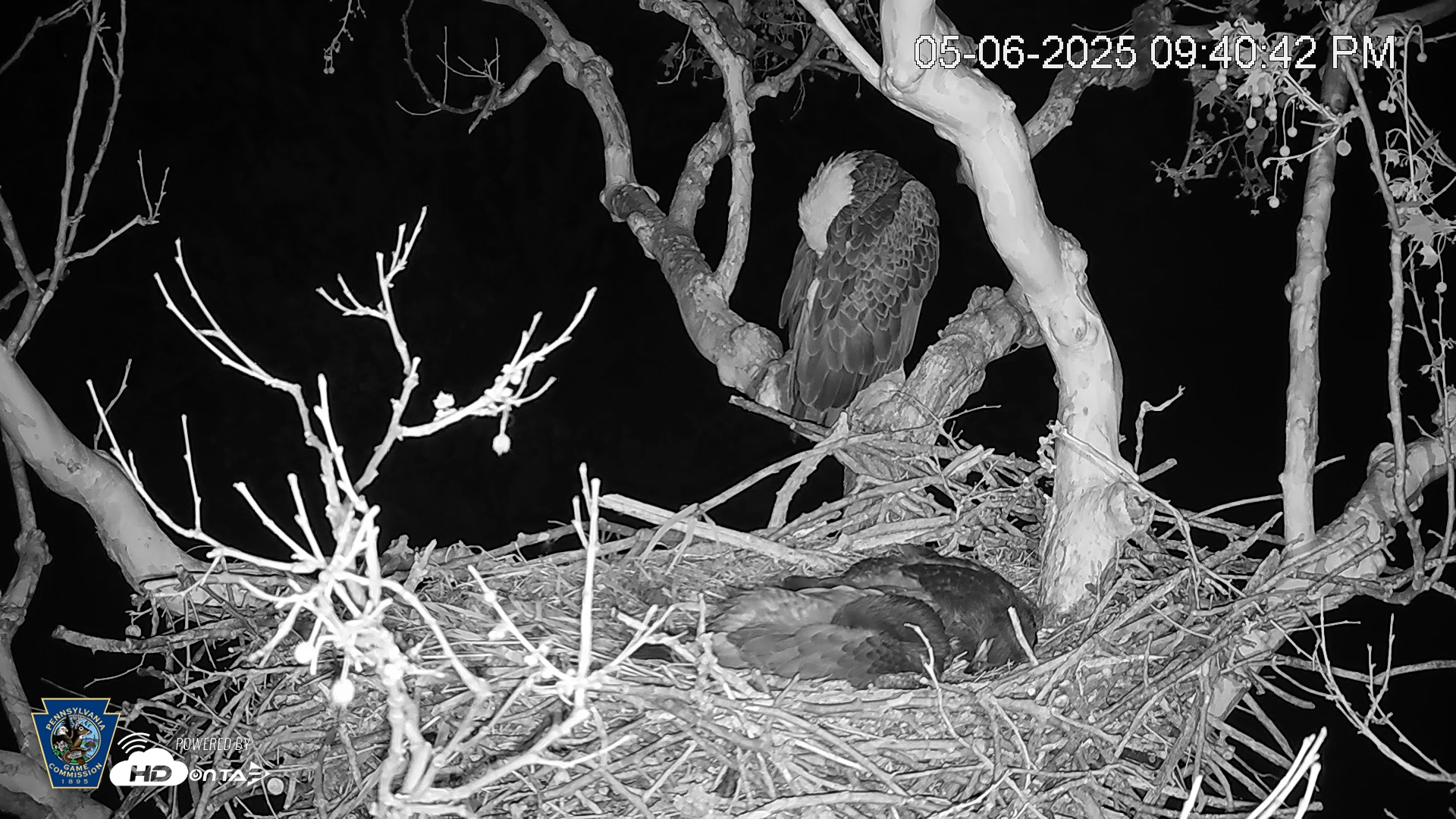 Snapshot of PA Farm Country Eagles Live Cams taken May 6, 2025, 9:41pm EDT