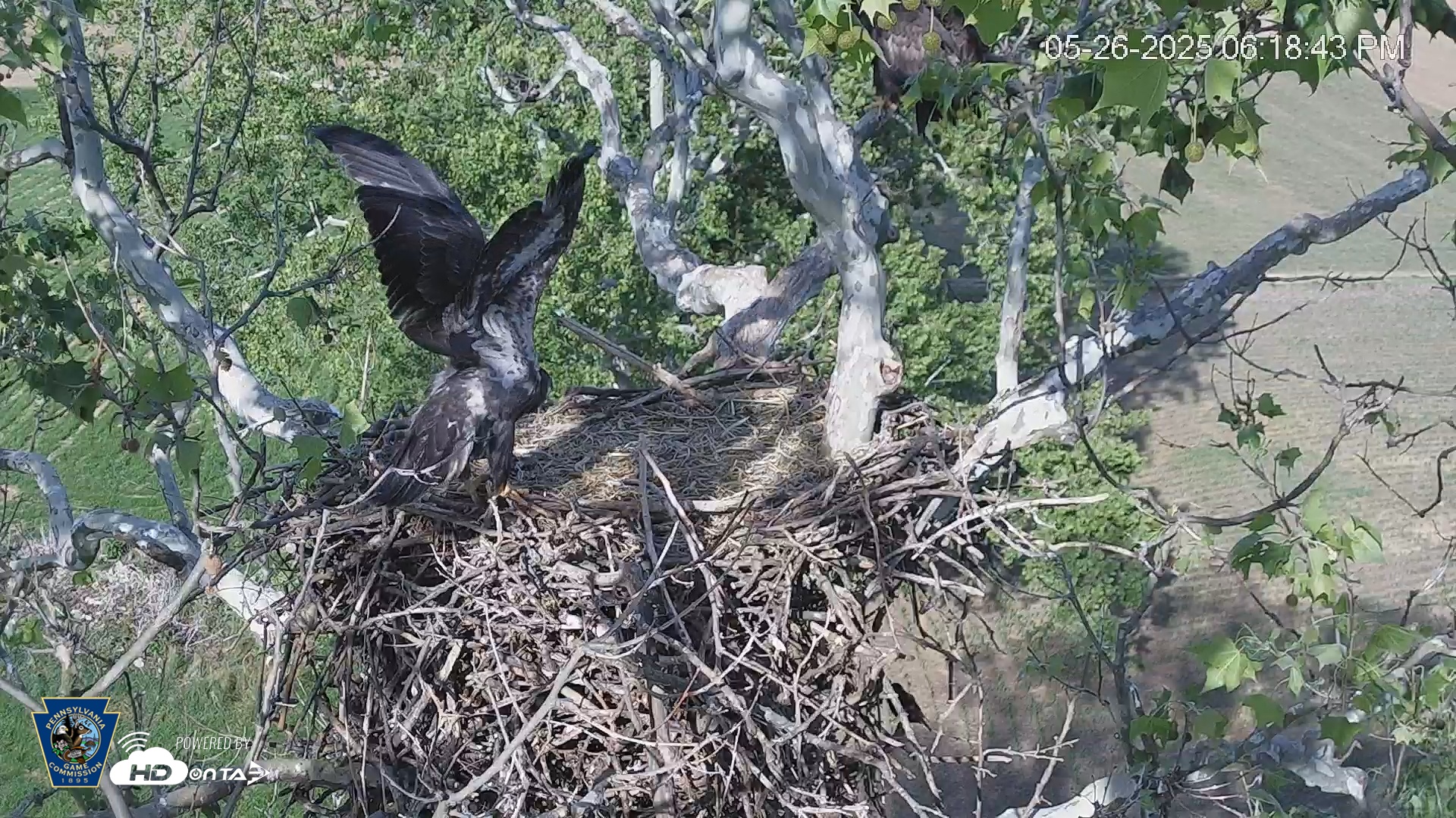 Snapshot of PA Farm Country Eagles Live Cams taken May 26, 2025, 6:19pm EDT