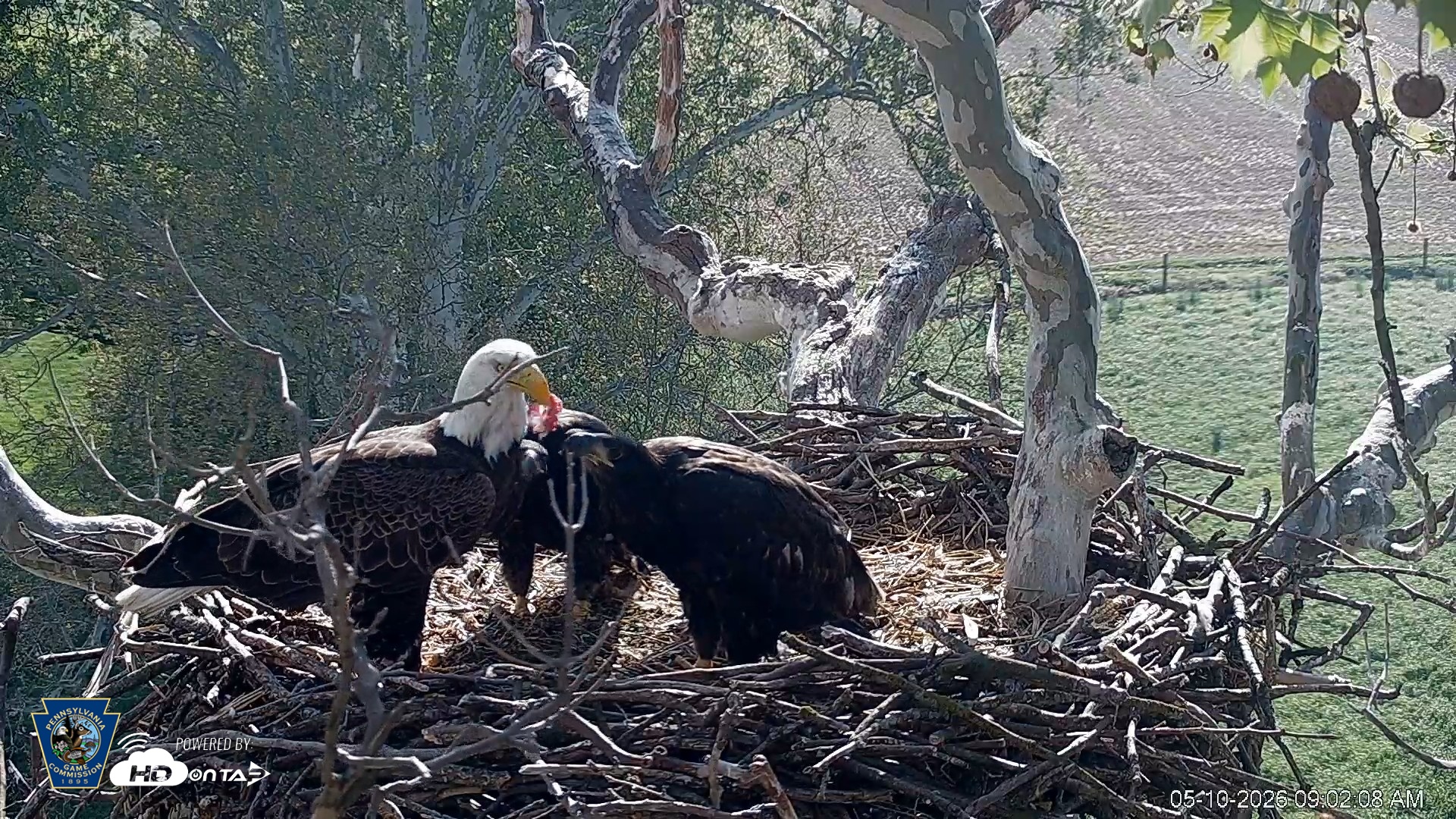Snapshot of PA Farm Country Eagles Live Cams taken May 10, 2026, 9:03am EDT
