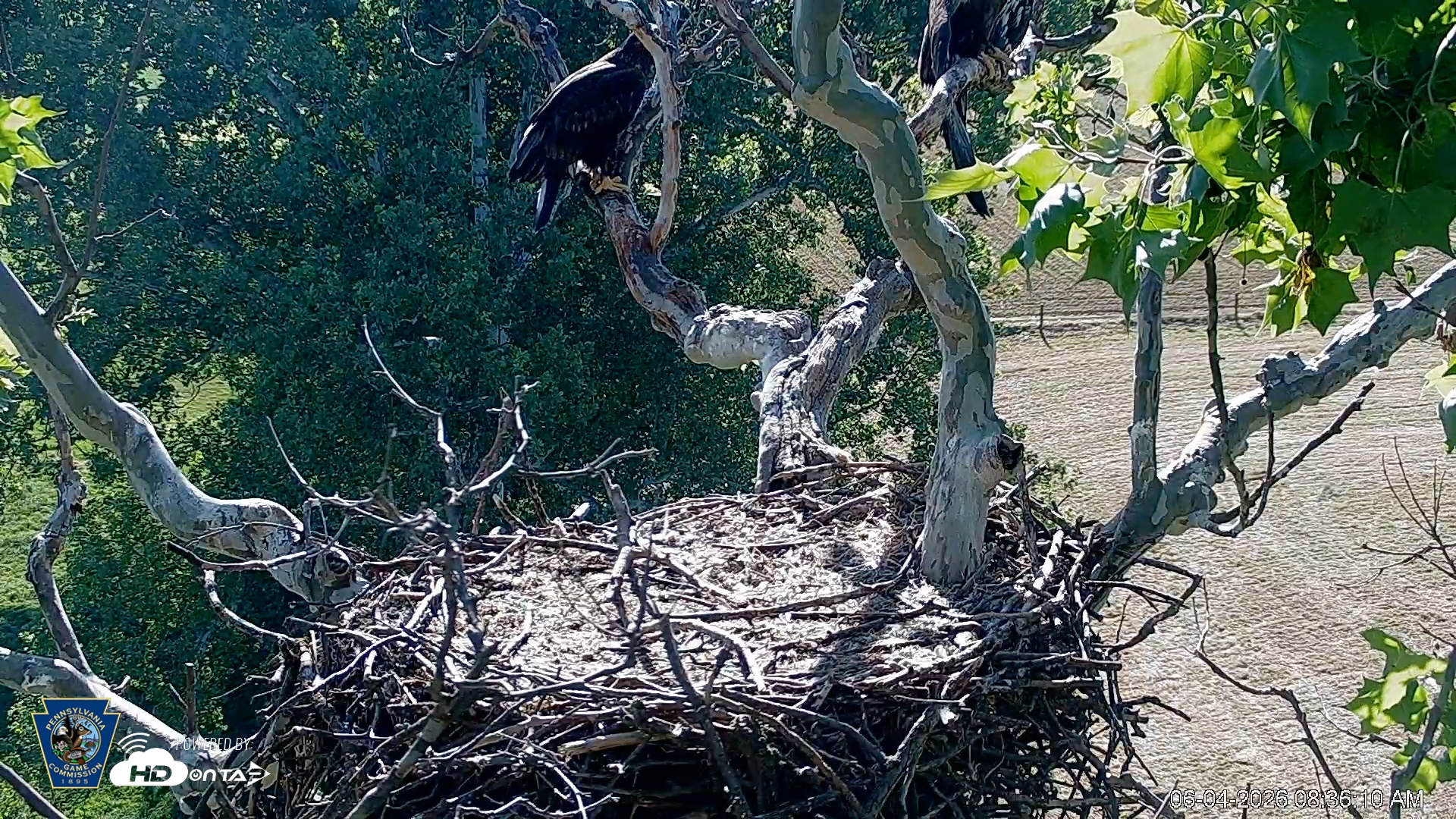 Snapshot of PA Farm Country Eagles Live Cams taken Jun 4, 2026, 8:37am EDT