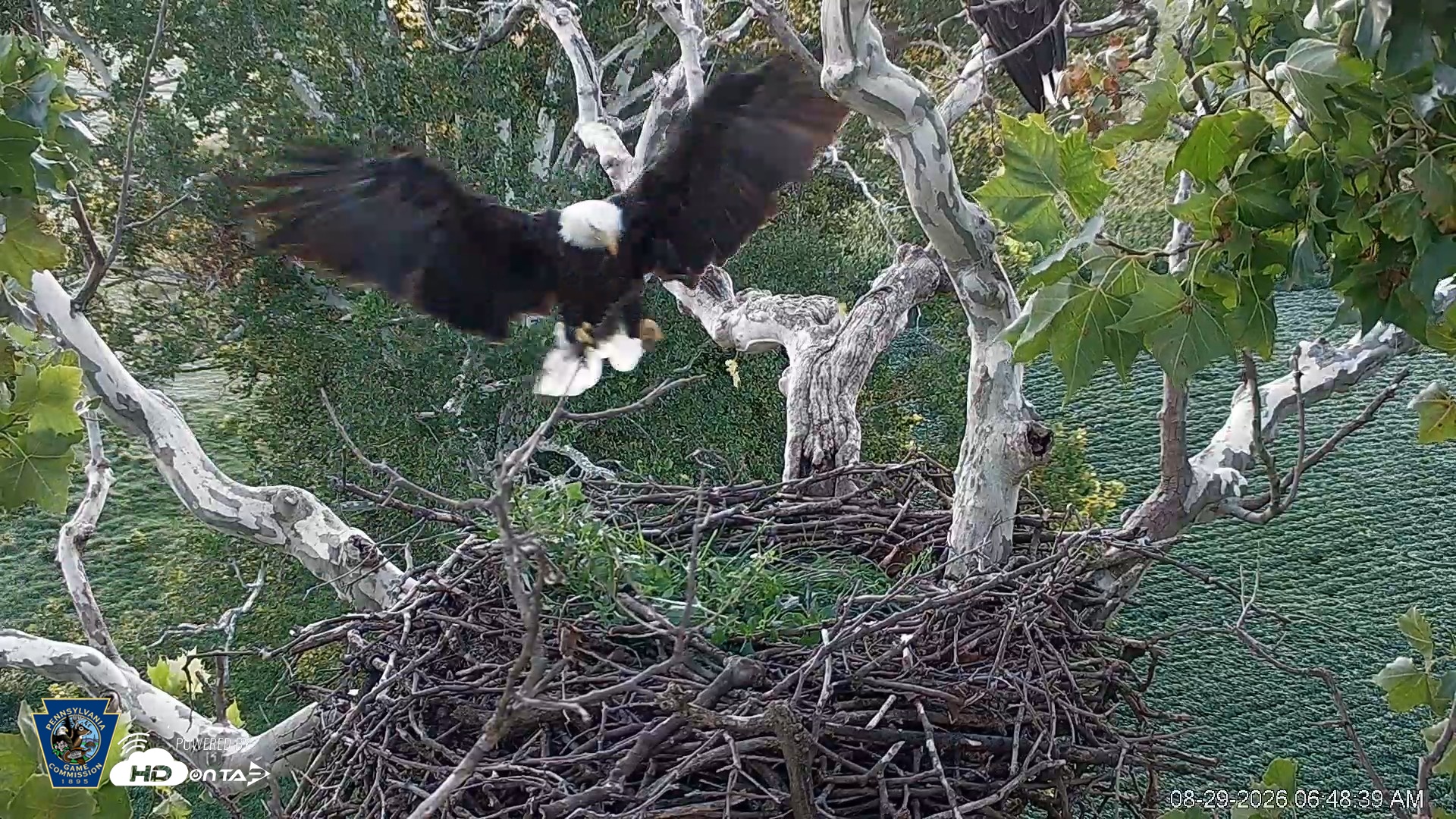 Snapshot of PA Farm Country Eagles Live Cams taken Aug 29, 2026, 6:49am EDT