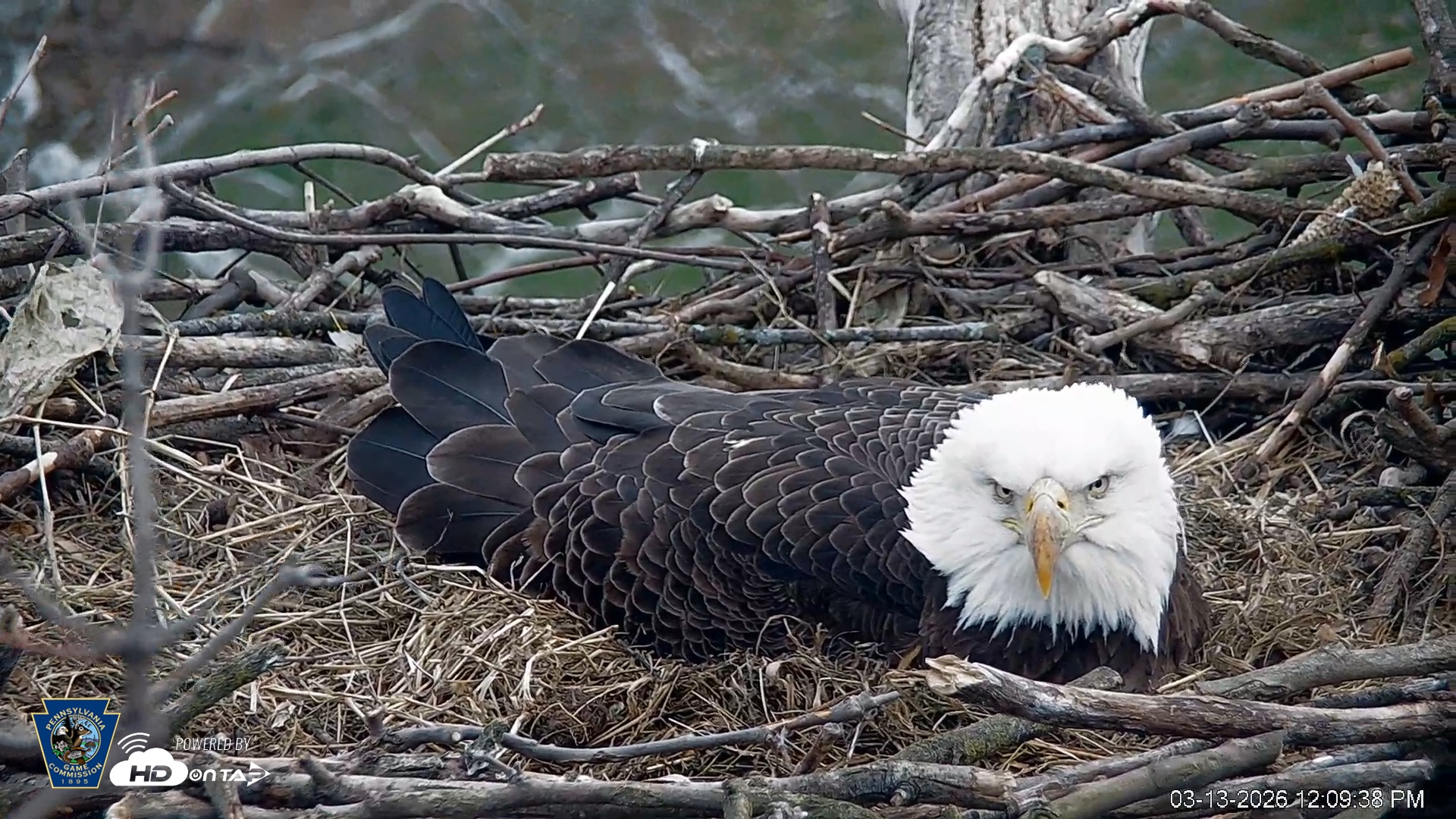 Snapshot of PA Farm Country Eagles Live Cams taken Mar 13, 2026, 12:10pm EDT
