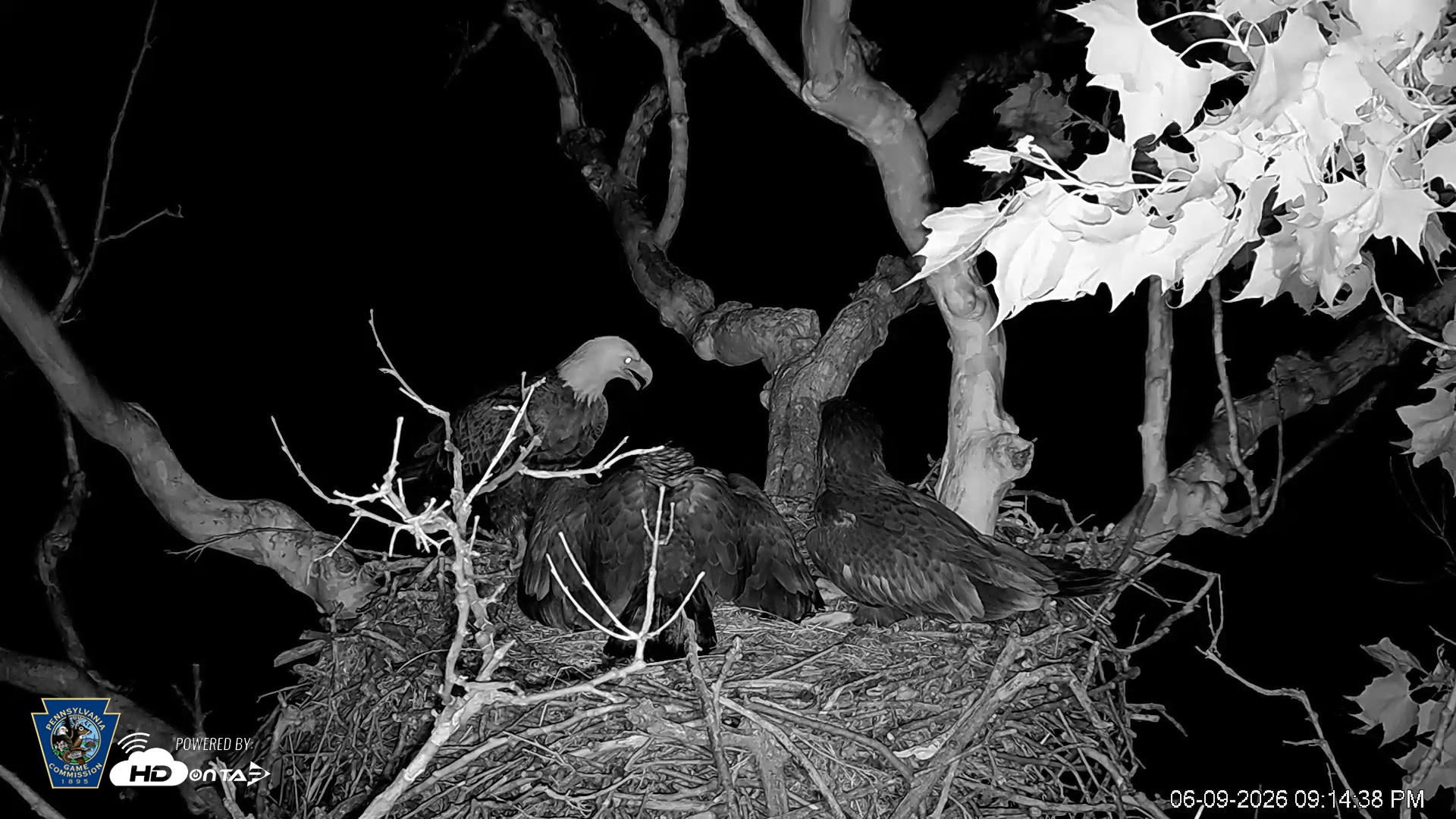 Snapshot of PA Farm Country Eagles Live Cams taken Jun 9, 2026, 9:15pm EDT