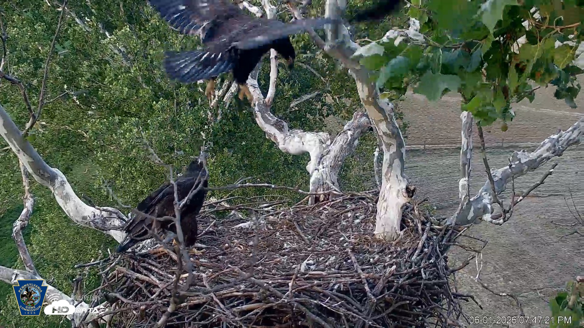 Snapshot of PA Farm Country Eagles Live Cams taken Jun 1, 2026, 7:48pm EDT