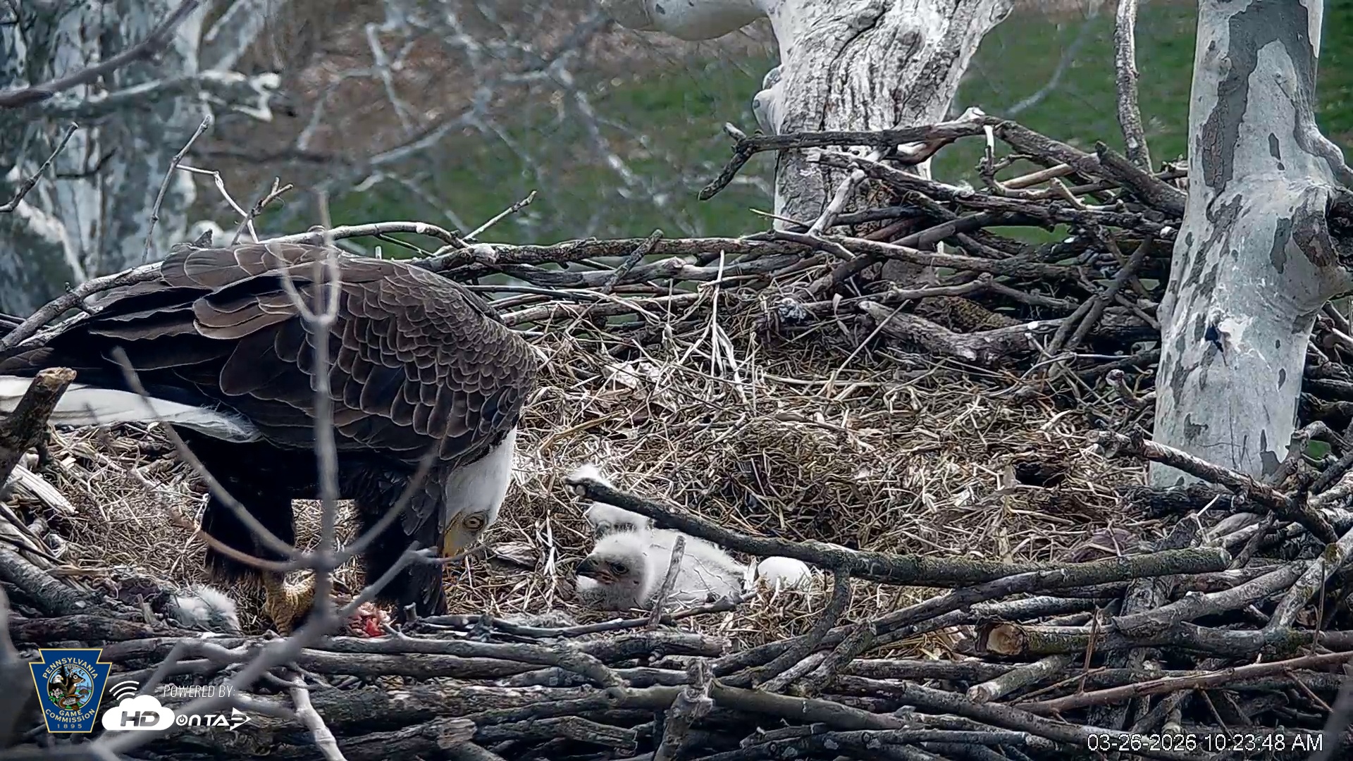 Snapshot of PA Farm Country Eagles Live Cams taken Mar 26, 2026, 10:24am EDT