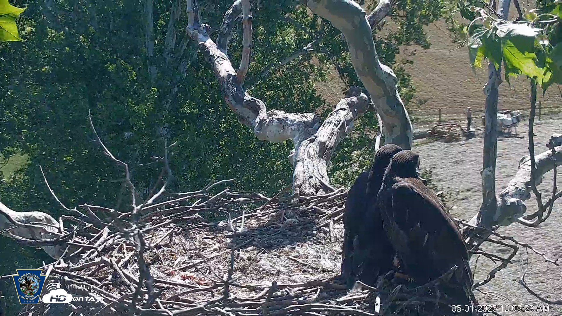 Snapshot of PA Farm Country Eagles Live Cams taken Jun 1, 2026, 10:04am EDT