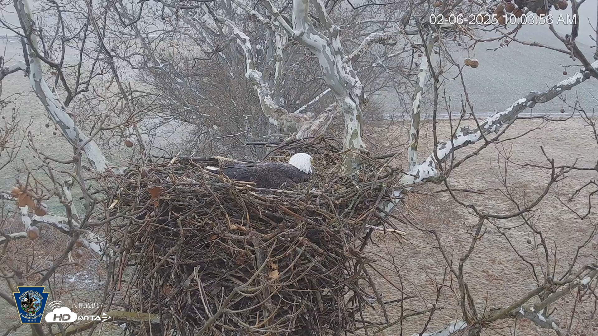 Snapshot of PA Farm Country Eagles Live Cams taken Feb 6, 2025, 10:04am EST