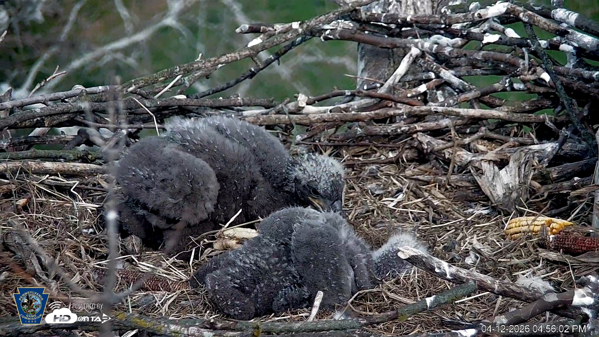 Snapshot of PA Farm Country Eagles Live Cams taken Apr 12, 2026, 4:56pm EDT