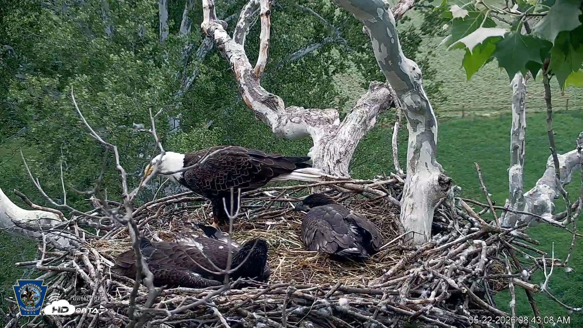 Snapshot of PA Farm Country Eagles Live Cams taken May 22, 2026, 8:44am EDT