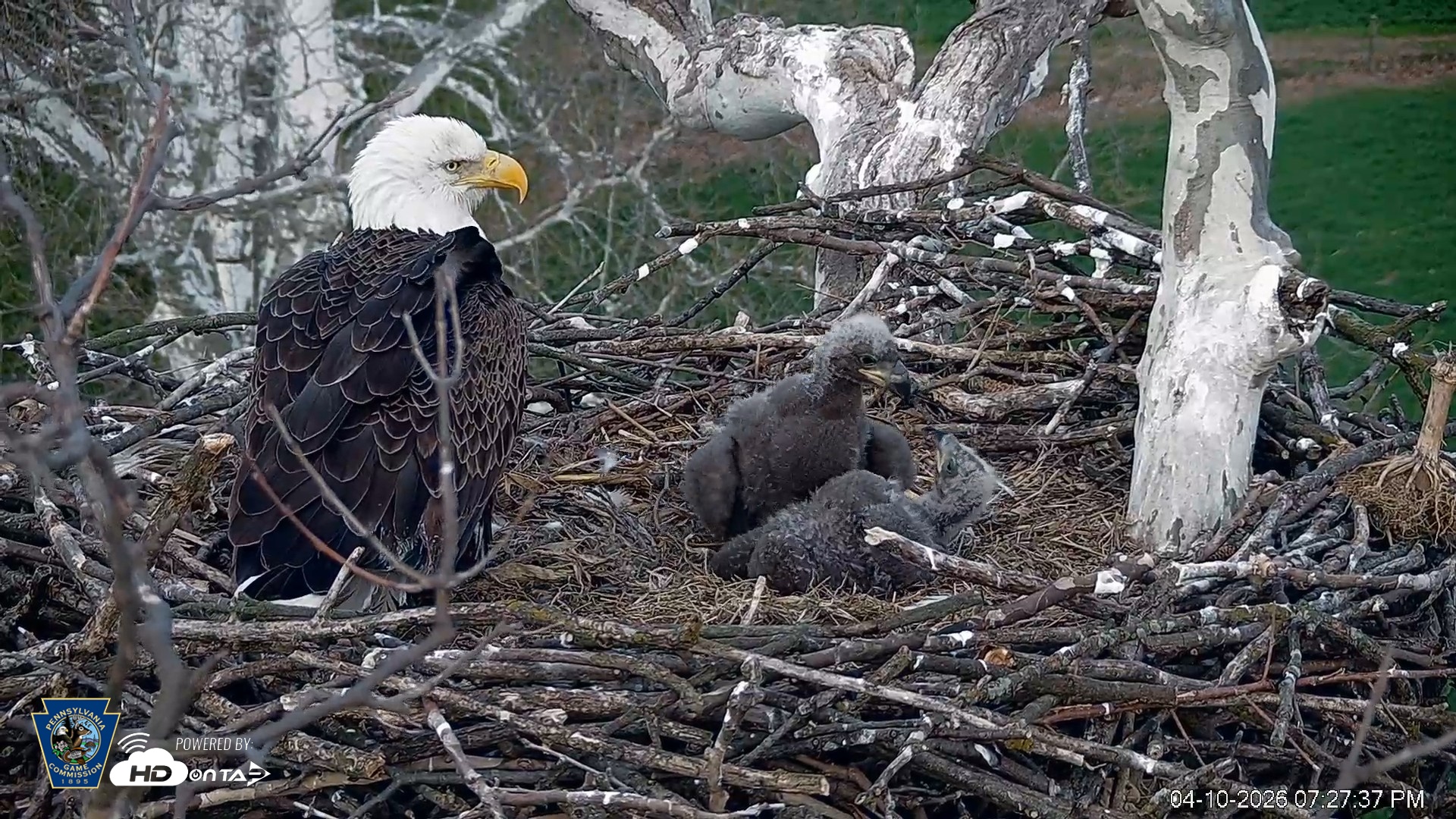Snapshot of PA Farm Country Eagles Live Cams taken Apr 10, 2026, 7:28pm EDT