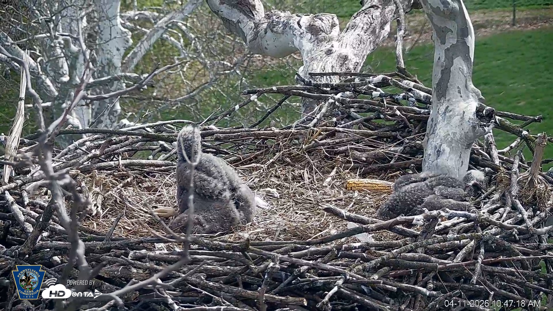 Snapshot of PA Farm Country Eagles Live Cams taken Apr 11, 2026, 10:48am EDT