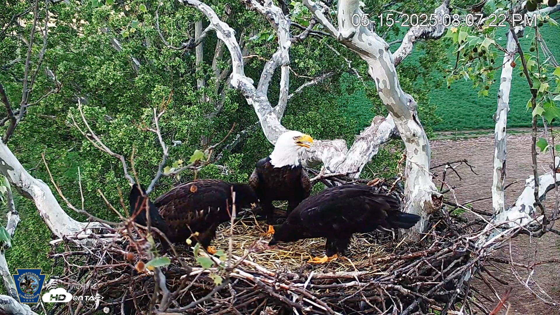 Snapshot of PA Farm Country Eagles Live Cams taken May 15, 2025, 8:07pm EDT