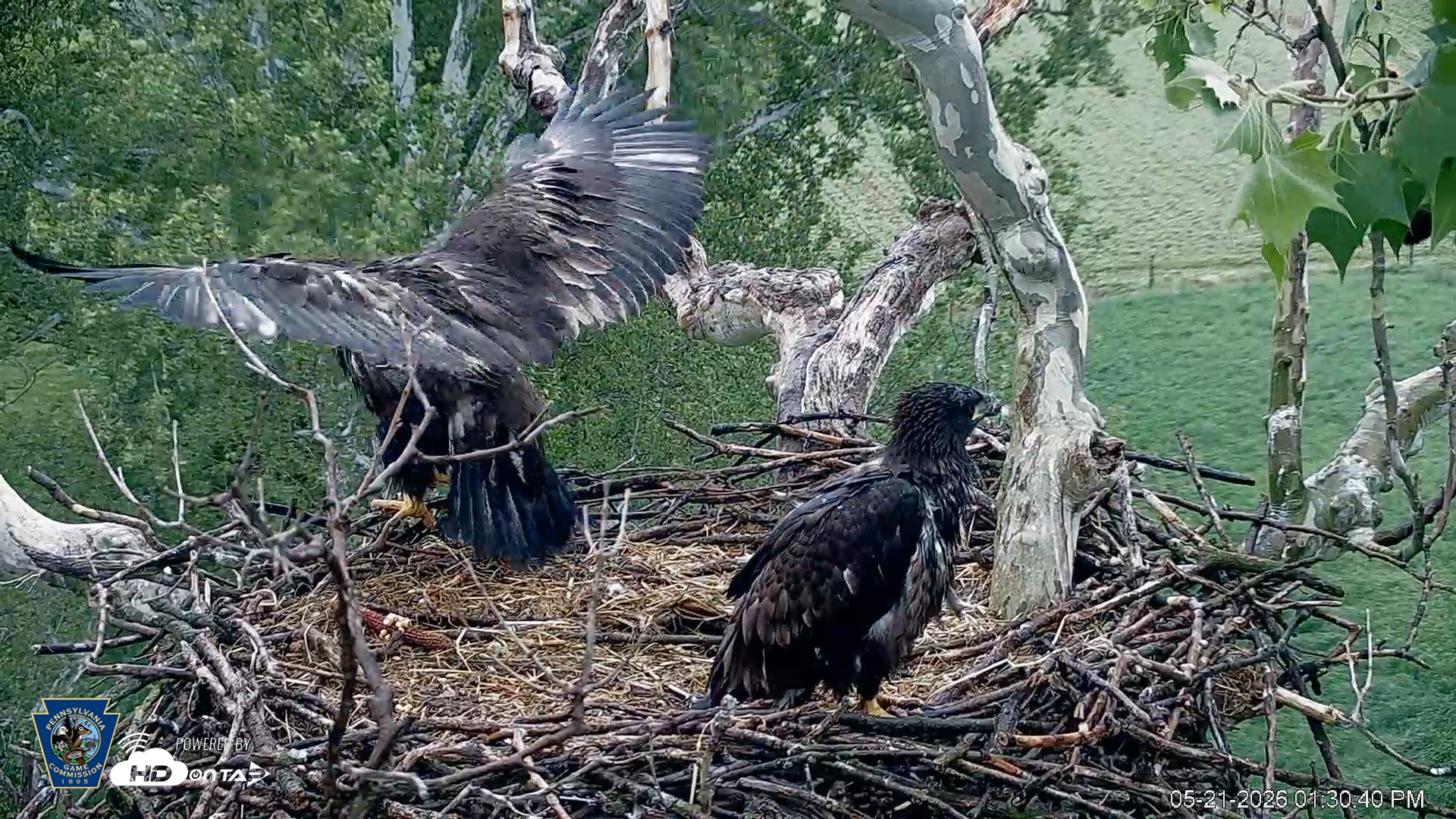 Snapshot of PA Farm Country Eagles Live Cams taken May 21, 2026, 1:34pm EDT